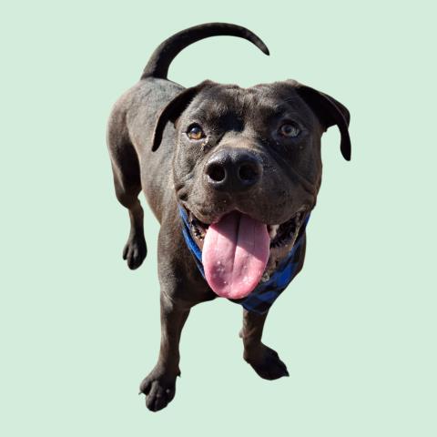adoptable Dog in Bakersfield, CA named *GOJO