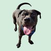 adoptable Dog in  named *GOJO