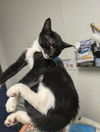 adoptable Cat in  named KITTEN 2