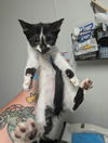 adoptable Cat in  named KITTEN 3