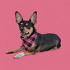 adoptable Dog in  named *LITTLE DEBBIE
