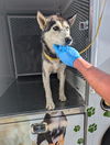 adoptable Dog in  named *SHEEBA