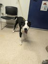 adoptable Dog in Bakersfield, CA named *EASTON