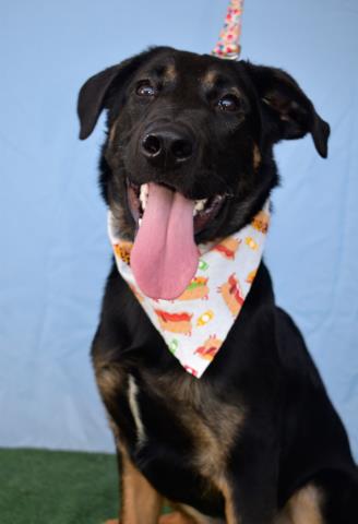 adoptable Dog in Bakersfield, CA named *FRANK