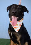 adoptable Dog in  named *FRANK