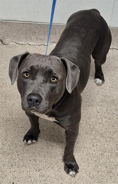 adoptable Dog in Bakersfield, CA named A1228056
