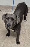 adoptable Dog in  named A1228056