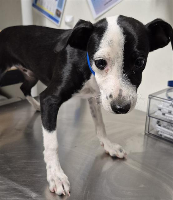 adoptable Dog in Bakersfield, CA named A1228107