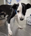 adoptable Dog in  named A1228107