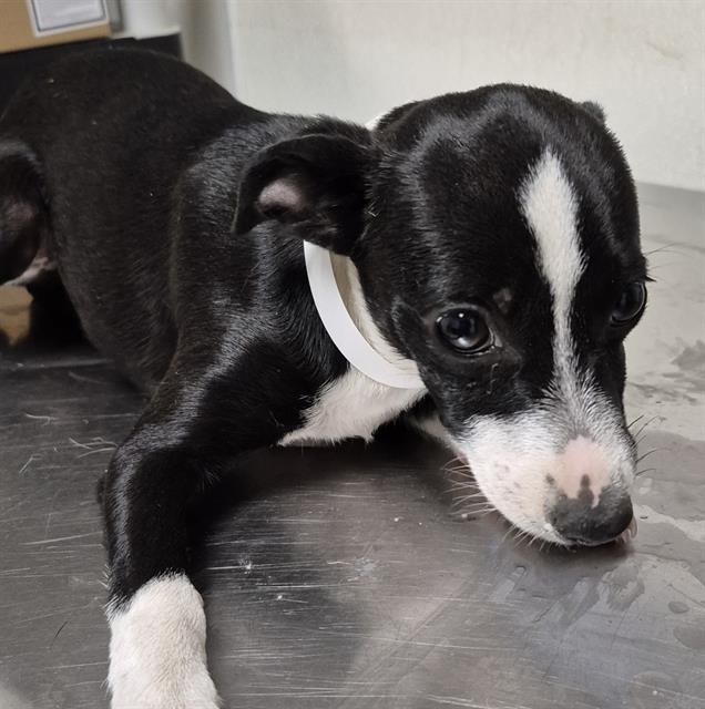 adoptable Dog in Bakersfield, CA named A1228108