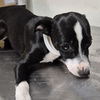adoptable Dog in  named A1228108