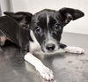 adoptable Dog in  named A1228109