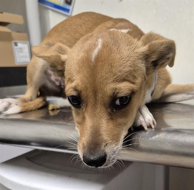adoptable Dog in Bakersfield, CA named A1228110