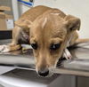 adoptable Dog in  named A1228110