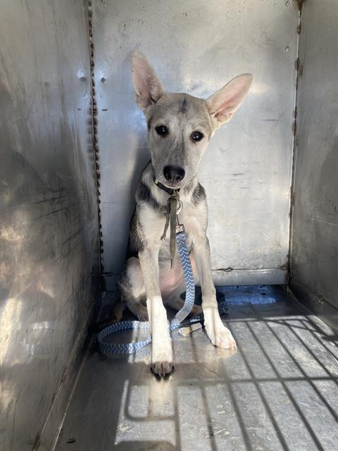 adoptable Dog in Bakersfield, CA named LOLA