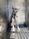 adoptable Dog in  named LOLA