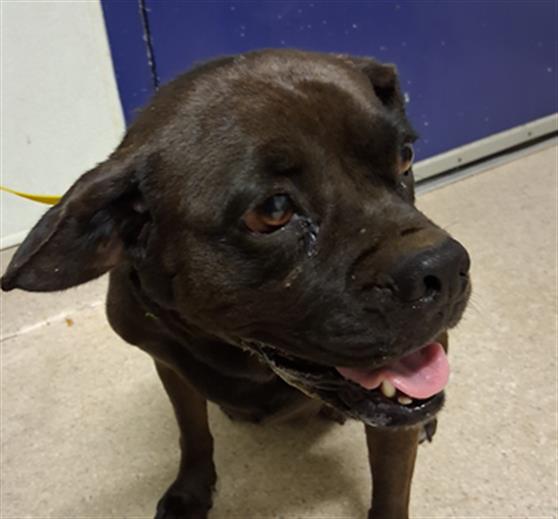 adoptable Dog in Bakersfield, CA named *DAHLIA