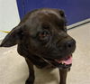 adoptable Dog in  named *DAHLIA