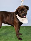 adoptable Dog in  named *DAHLIA