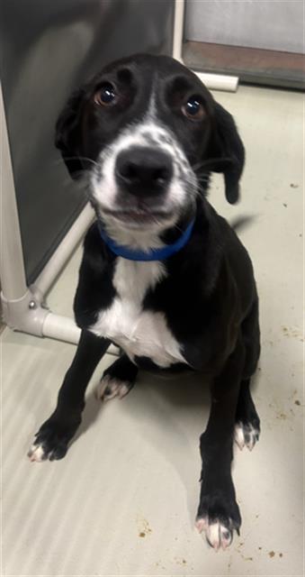 adoptable Dog in Bakersfield, CA named *FRECKLES