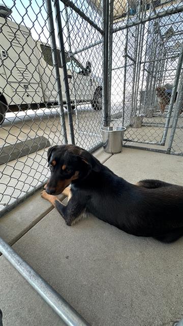 adoptable Dog in Bakersfield, CA named *MARCUS
