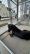 adoptable Dog in  named *MARCUS