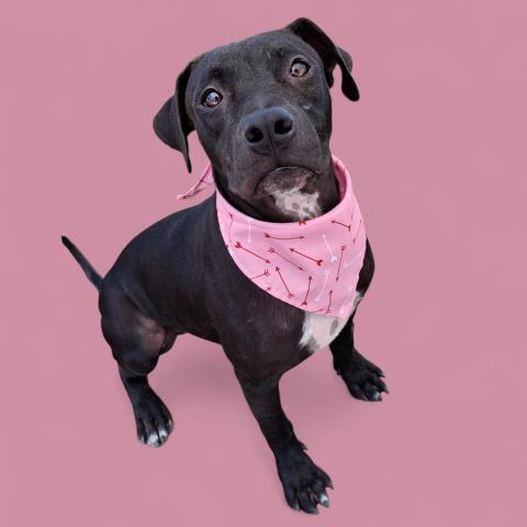 adoptable Dog in Bakersfield, CA named *FAYE