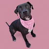 adoptable Dog in Bakersfield, CA named *FAYE