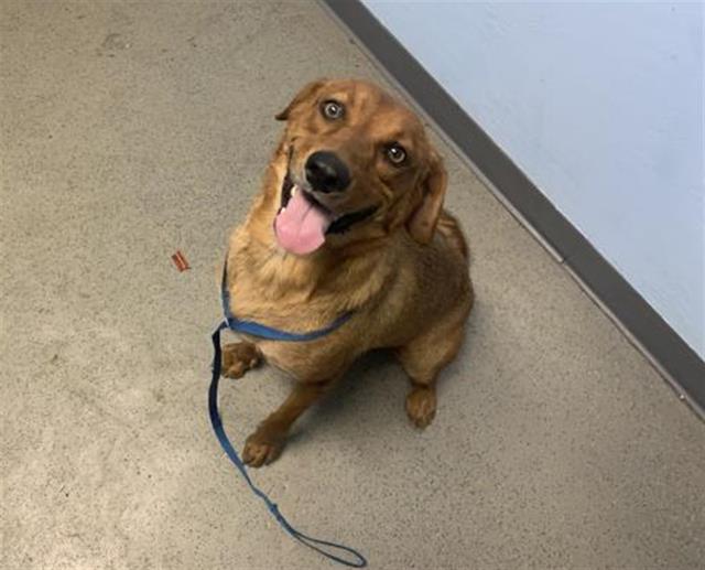 adoptable Dog in Bakersfield, CA named *GINGER