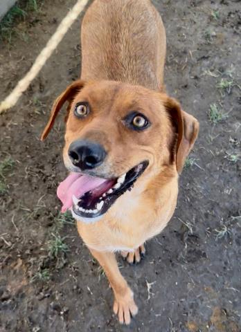 adoptable Dog in Bakersfield, CA named *GINGER