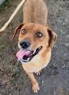 adoptable Dog in Bakersfield, CA named *GINGER