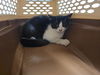 adoptable Cat in Bakersfield, CA named *ONE-EYE WILLY