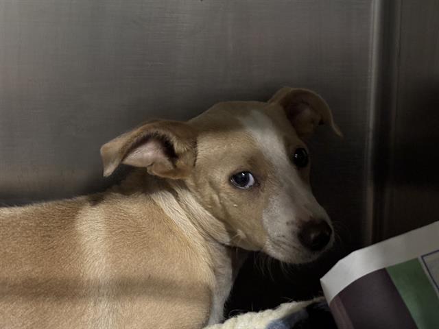 adoptable Dog in Bakersfield, CA named A1227938