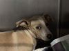 adoptable Dog in  named A1227938