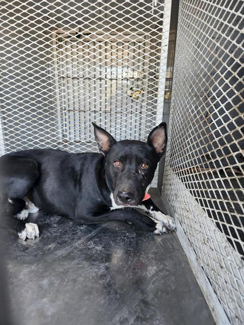 adoptable Dog in Bakersfield, CA named *JIMMY