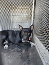 adoptable Dog in Bakersfield, CA named *JIMMY