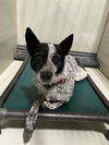 adoptable Dog in Bakersfield, CA named *BUTTERCUP