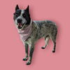 adoptable Dog in  named *BUTTERCUP