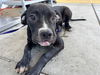 adoptable Dog in  named *RUSSLE