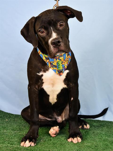adoptable Dog in Bakersfield, CA named *RUSSEL