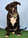 adoptable Dog in  named *RUSSEL