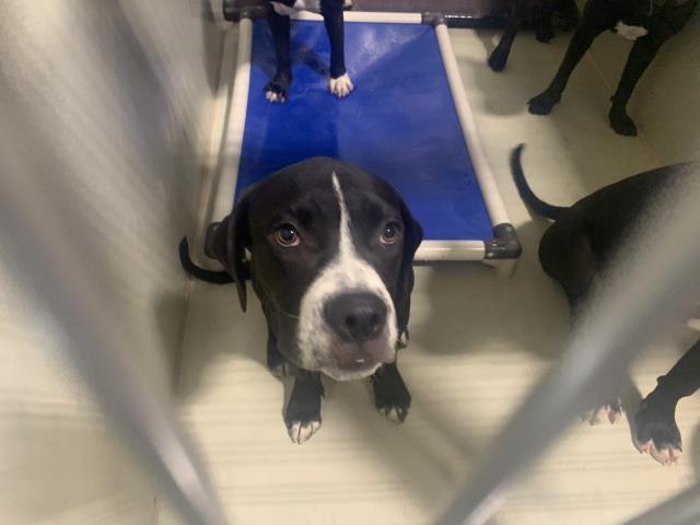 adoptable Dog in Bakersfield, CA named *RONNY