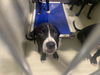 adoptable Dog in  named *RONNY