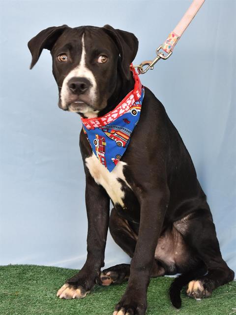 adoptable Dog in Bakersfield, CA named *RONNY