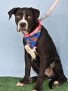 adoptable Dog in  named *RONNY