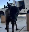 adoptable Dog in  named *YUKON