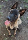 adoptable Dog in Bakersfield, CA named *YUKON