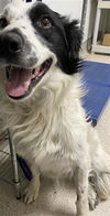 adoptable Dog in  named *HERSHEY