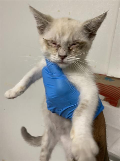 adoptable Cat in Bakersfield, CA named *NIEVE
