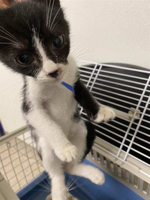 adoptable Cat in Bakersfield, CA named *TUXEDO